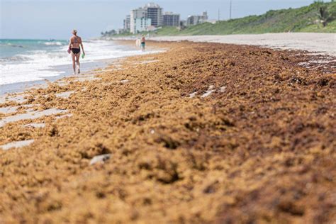 Massive seaweed blob heading to Florida